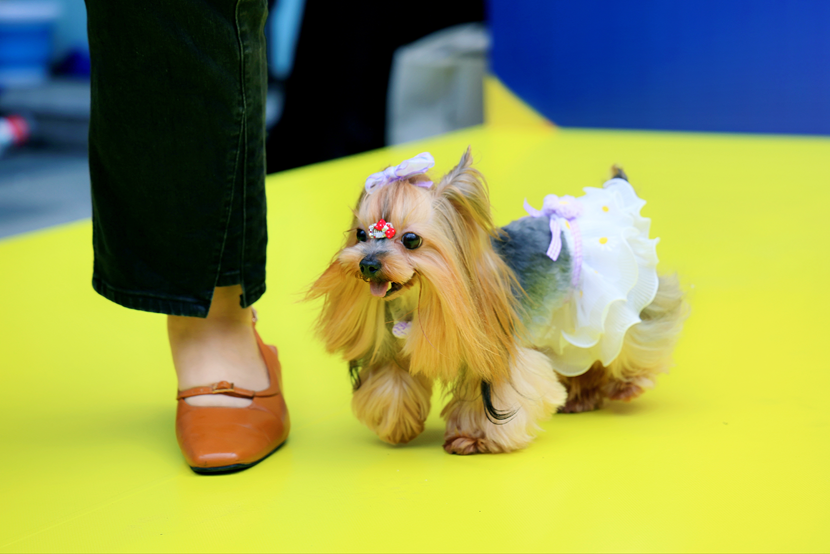 萌寵云集！五月的玉林東路可愛值“爆表”！