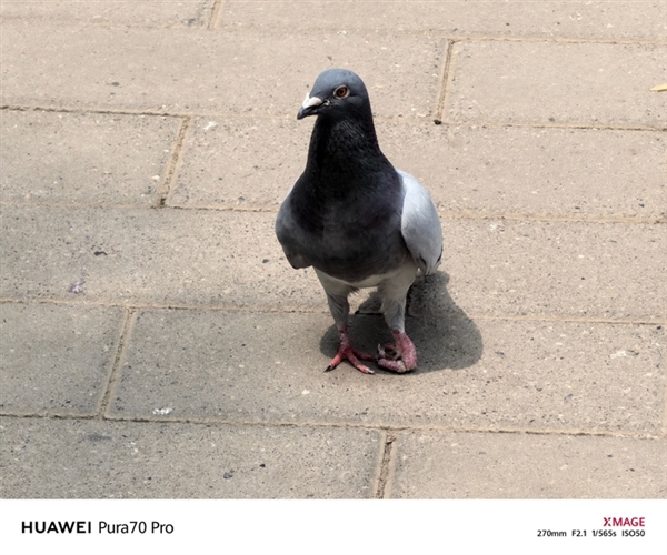 用了一個月華為Pura 70 Pro：我決定推薦下這個大杯 超值