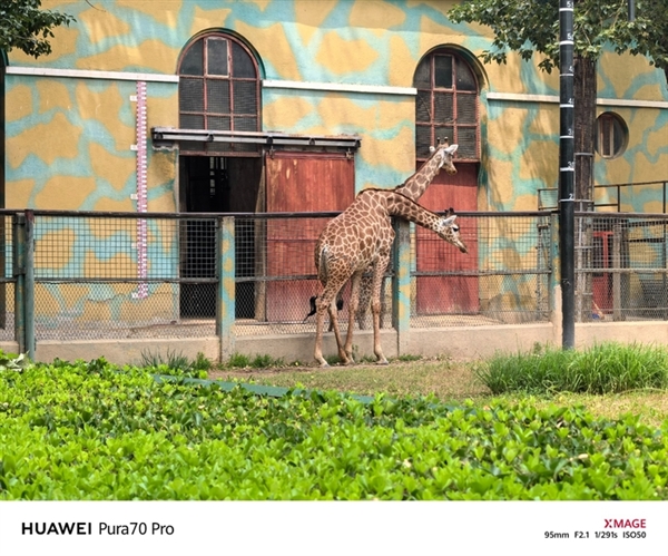 用了一個月華為Pura 70 Pro：我決定推薦下這個大杯 超值