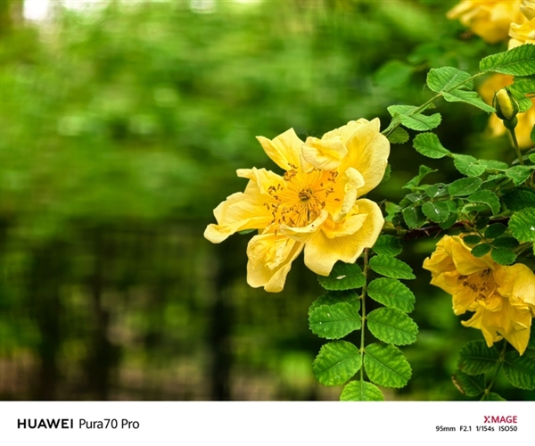 用了一個月華為Pura 70 Pro：我決定推薦下這個大杯 超值