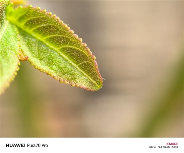 用了一個月華為Pura 70 Pro：我決定推薦下這個大杯 超值