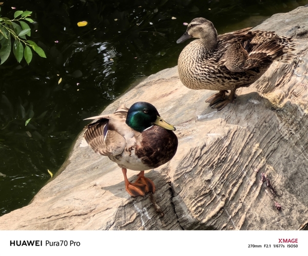 用了一個月華為Pura 70 Pro：我決定推薦下這個大杯 超值