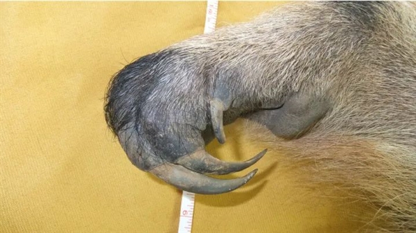 為了保命：這種奇怪的動物進(jìn)化出了“分身”！