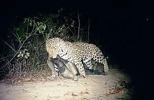 為了保命：這種奇怪的動物進(jìn)化出了“分身”！