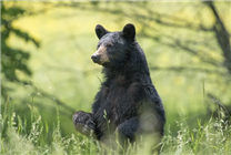 吃了未熟透的熊肉：美國一家6口全部感染致命旋毛蟲病