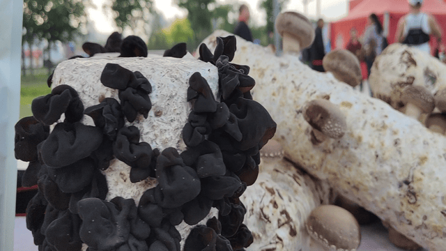 2024阜平紅色超級(jí)馬拉松鳴槍開跑