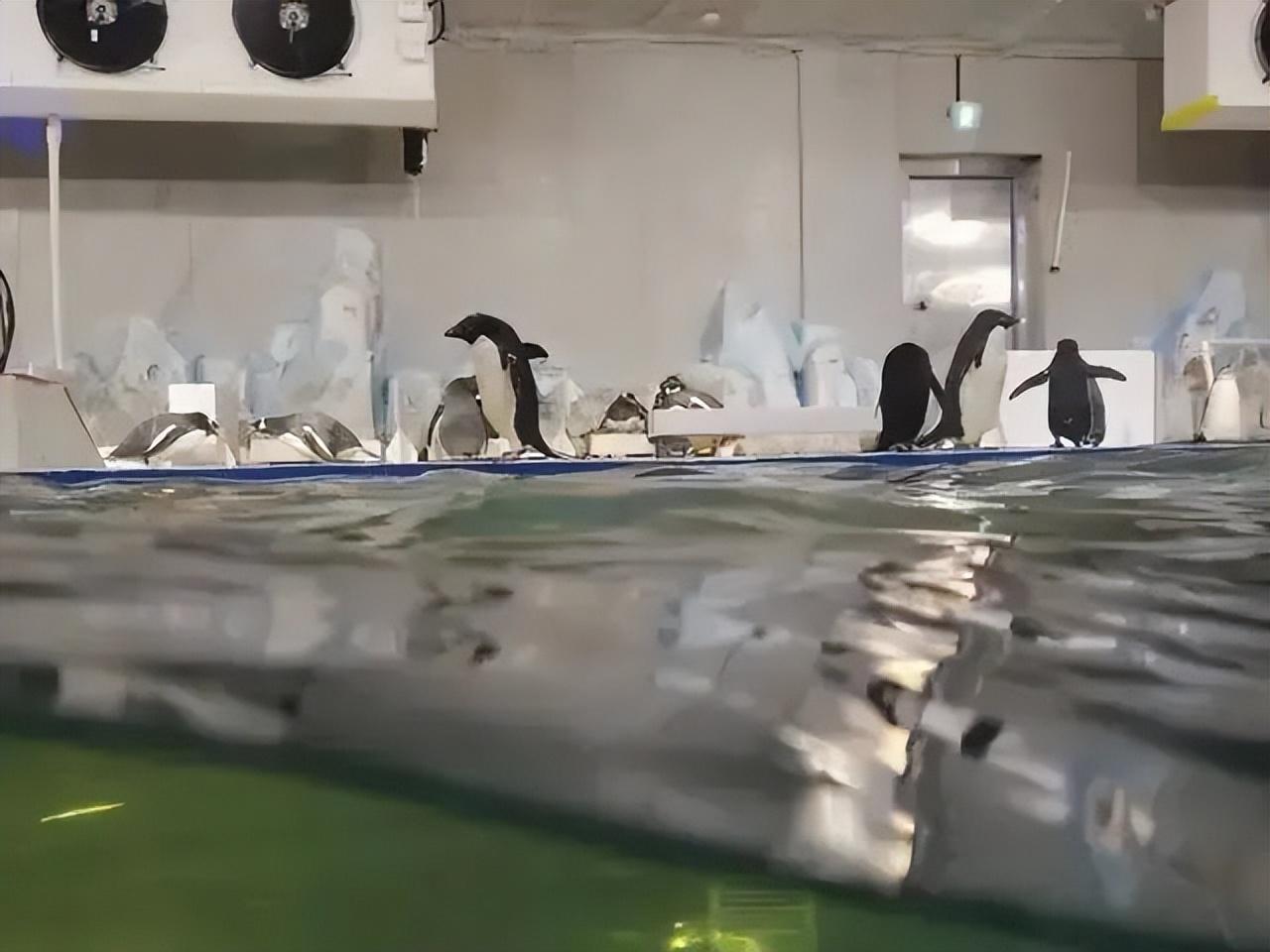 網(wǎng)紅餐廳老板突然跑路，員工急了：申請(qǐng)執(zhí)行6只企鵝 4