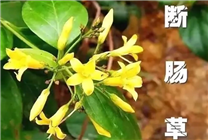 又是斷腸草惹禍！廣東一家五口喝湯中毒：2人送進ICU