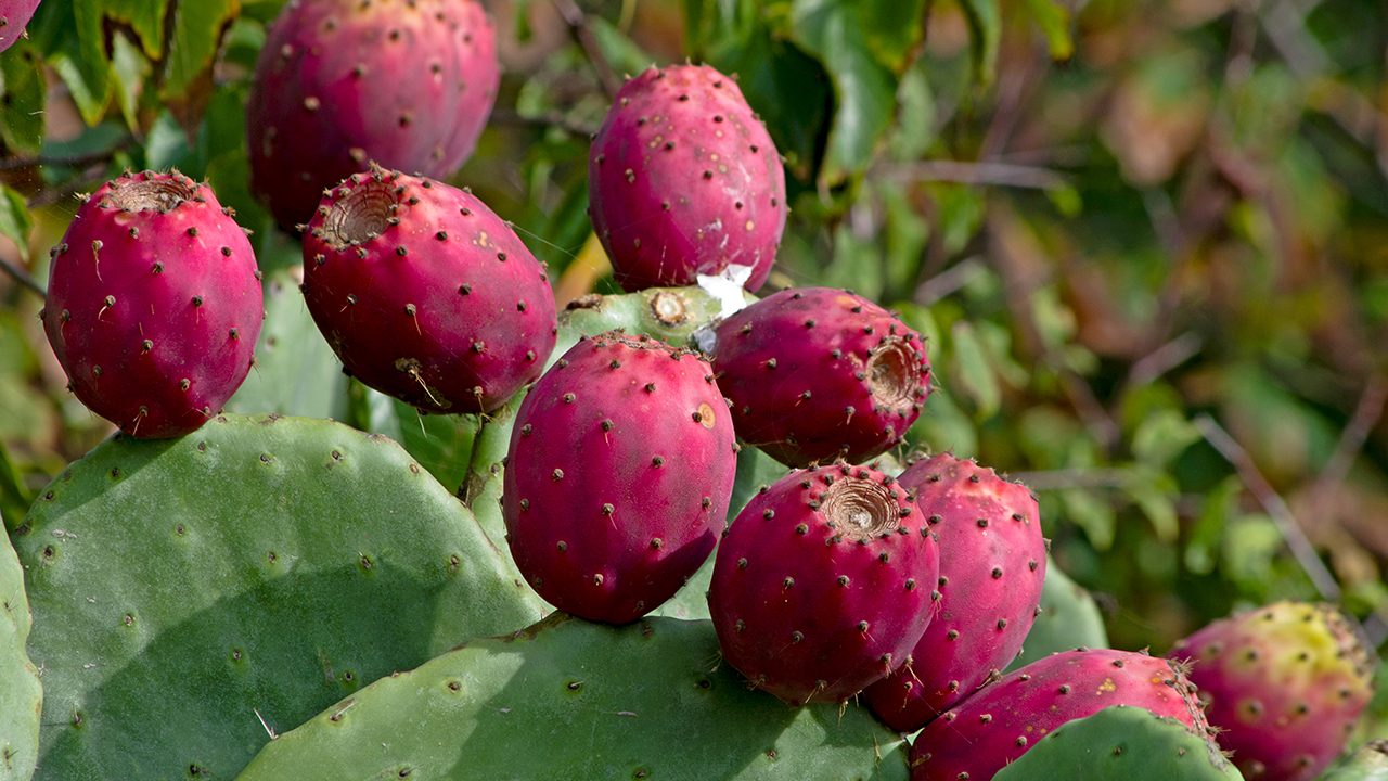 內(nèi)分泌失調(diào)長痘怎么回事