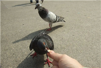 德國小鎮(zhèn)全員投票決定殺死700只鴿子：動物保護組織不干了