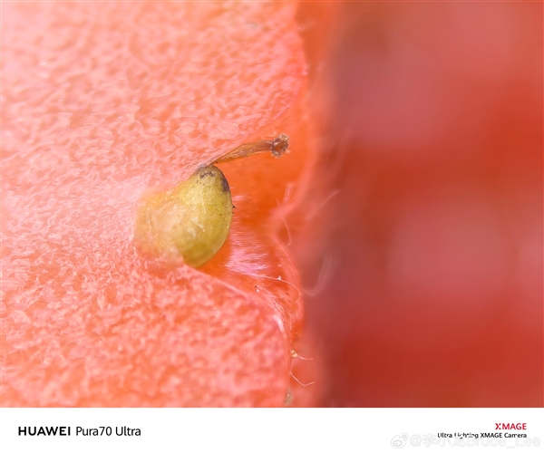 跨越12年的對(duì)比！李小龍曬華為P1、Pura 70 Ultra微距照片：變顯微鏡了