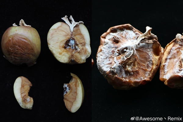 蘋果長出大蘑菇 中科院專家千里求購后匯報研究進展：白參在腐爛處生長