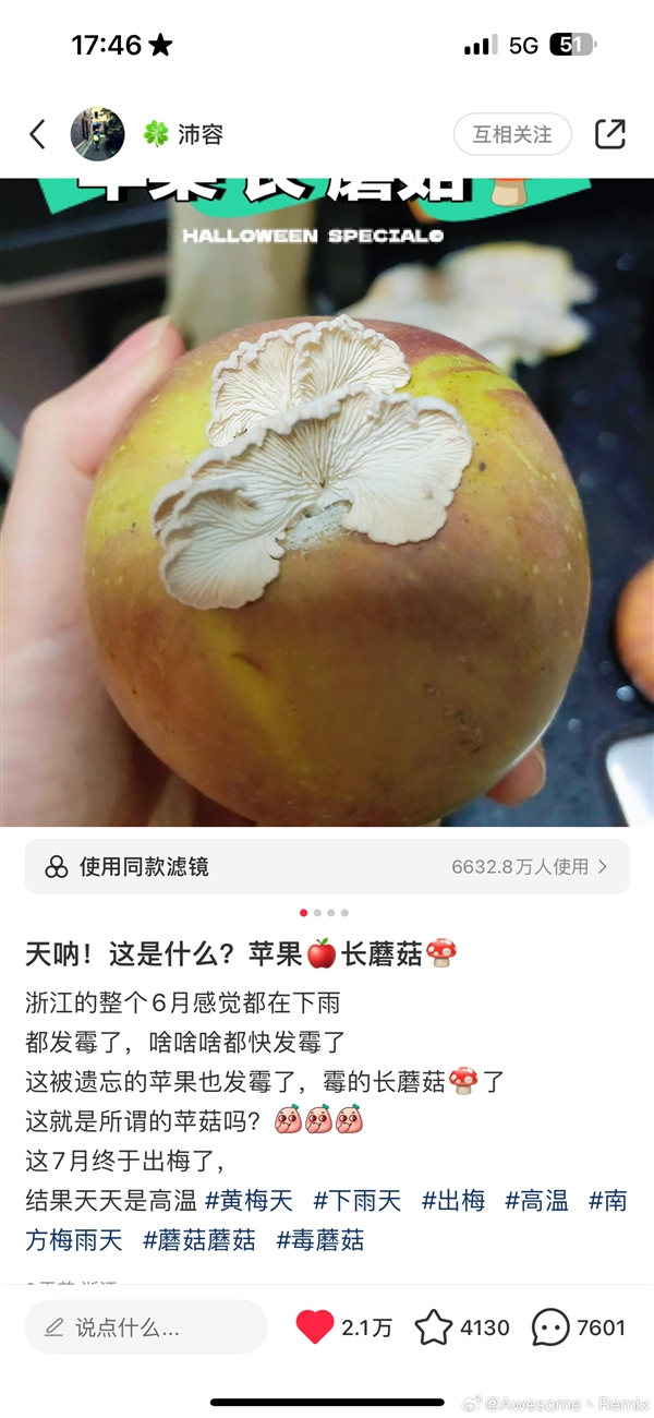 蘋果長出大蘑菇 中科院專家千里求購后匯報研究進展：白參在腐爛處生長