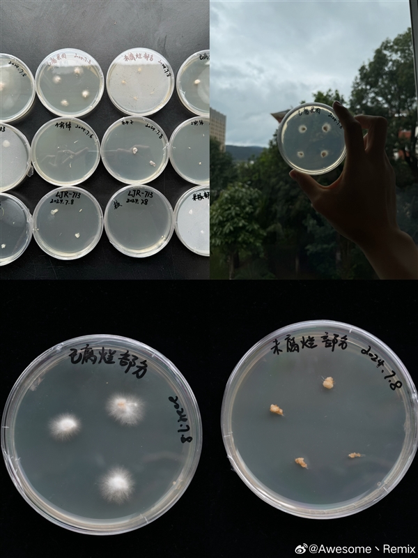 蘋果長出大蘑菇 中科院專家千里求購后匯報研究進展：白參在腐爛處生長