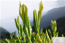 嚴(yán)選兩葉抱一芽：徽六太平猴魁25克6.9元嘗鮮大促