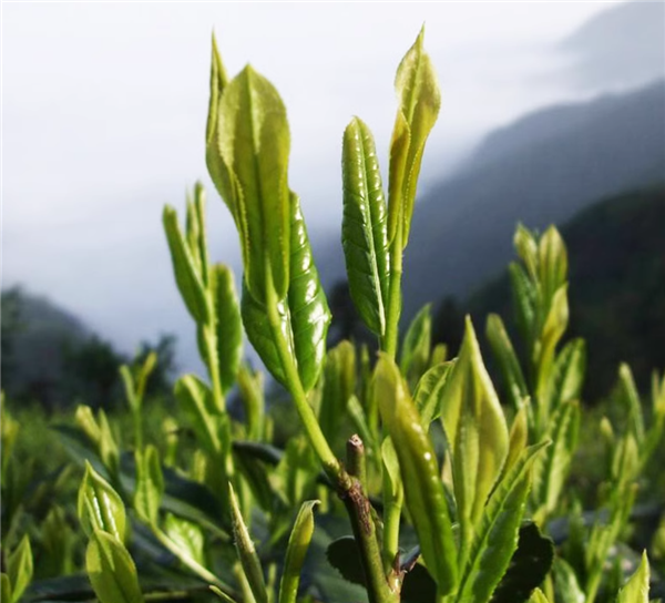 嚴選兩葉抱一芽：徽六太平猴魁25克6.9元嘗鮮大促