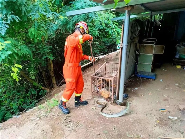 頂級掠食者！大理一小學附近發(fā)現(xiàn)眼鏡王蛇 消防提醒：別擅自抓