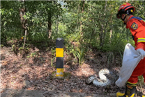 3米巨蟒溜入養(yǎng)殖場 被抓時(shí)打飽嗝吐出一只大鵝