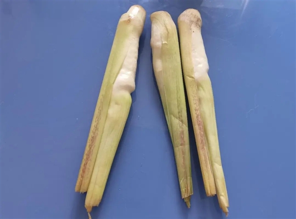 現(xiàn)在正上市！它是蔬菜界的“水中參” 很多北方人都沒(méi)吃過(guò)