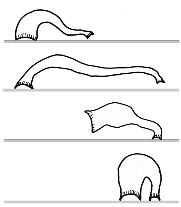 看到針頭就腿軟的人“有?！绷?！新型采血設(shè)備向水蛭取經(jīng)