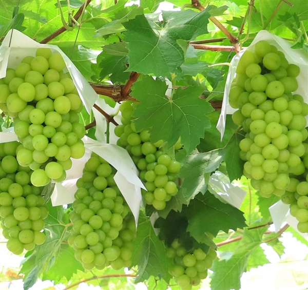 水果自由了！淘工廠產(chǎn)地直銷：陽光玫瑰5斤34.9元、軟籽石榴4.5斤20.9元