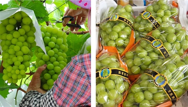 水果自由了！淘工廠產(chǎn)地直銷：陽光玫瑰5斤34.9元、軟籽石榴4.5斤20.9元