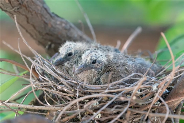 幾根樹(shù)枝就當(dāng)窩、還“隨地大小蛋”！這鳥(niǎo)也太“擺爛”了