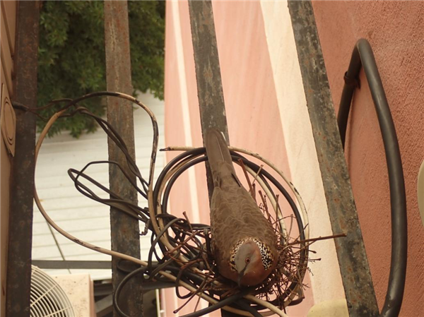 幾根樹(shù)枝就當(dāng)窩、還“隨地大小蛋”！這鳥(niǎo)也太“擺爛”了