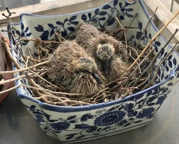 幾根樹(shù)枝就當(dāng)窩、還“隨地大小蛋”！這鳥(niǎo)也太“擺爛”了