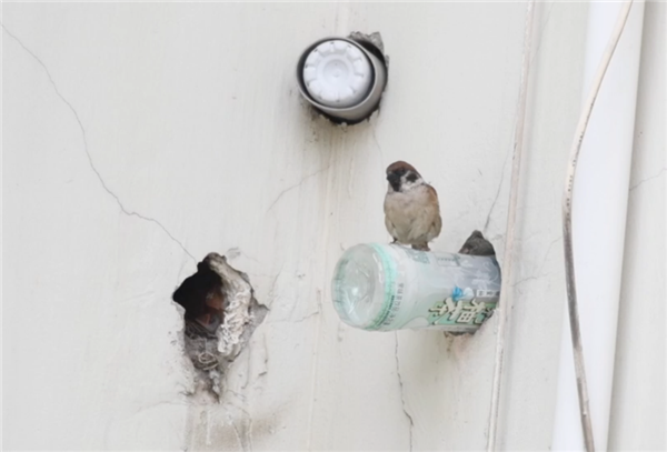 幾根樹(shù)枝就當(dāng)窩、還“隨地大小蛋”！這鳥(niǎo)也太“擺爛”了