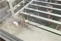 幾根樹枝就當(dāng)窩、還“隨地大小蛋”！這鳥也太“擺爛”了