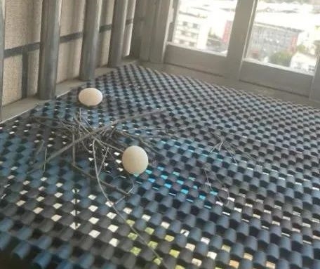 幾根樹(shù)枝就當(dāng)窩、還“隨地大小蛋”！這鳥(niǎo)也太“擺爛”了