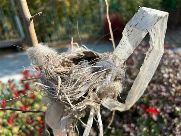 幾根樹(shù)枝就當(dāng)窩、還“隨地大小蛋”！這鳥(niǎo)也太“擺爛”了