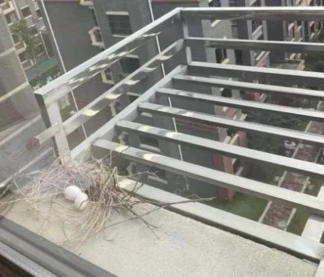 幾根樹(shù)枝就當(dāng)窩、還“隨地大小蛋”！這鳥(niǎo)也太“擺爛”了