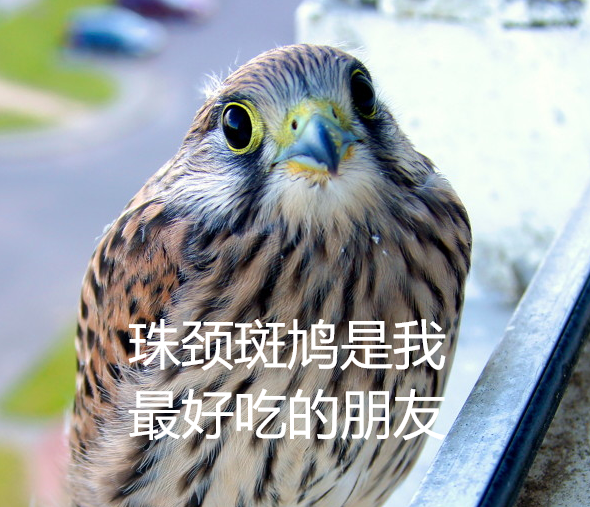 幾根樹(shù)枝就當(dāng)窩、還“隨地大小蛋”！這鳥(niǎo)也太“擺爛”了