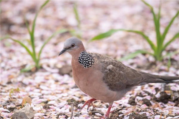 幾根樹(shù)枝就當(dāng)窩、還“隨地大小蛋”！這鳥(niǎo)也太“擺爛”了