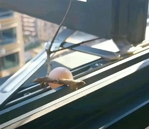 幾根樹(shù)枝就當(dāng)窩、還“隨地大小蛋”！這鳥(niǎo)也太“擺爛”了