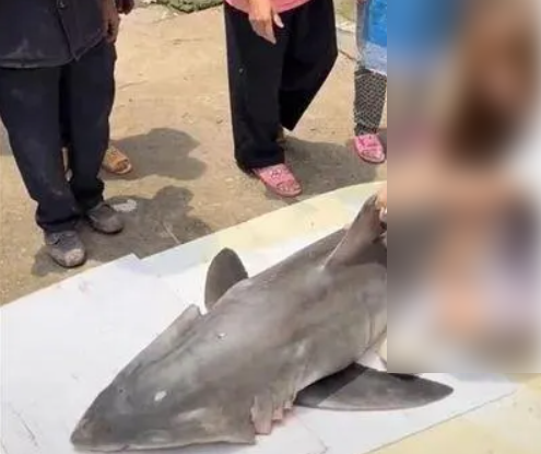 370斤的百萬(wàn)粉絲暴食博主：“騙”了全世界長(zhǎng)達(dá)兩年