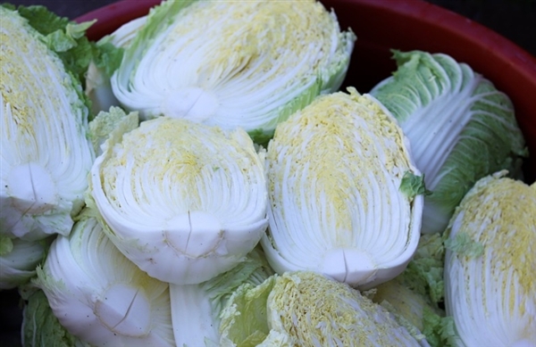 一顆賣到80元人民幣吃不起 韓國人用卷心菜娃娃菜代替大白菜