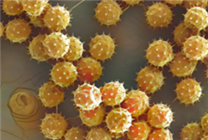 世界首臺！中國自主研發(fā)冷場臺式電鏡震撼問世