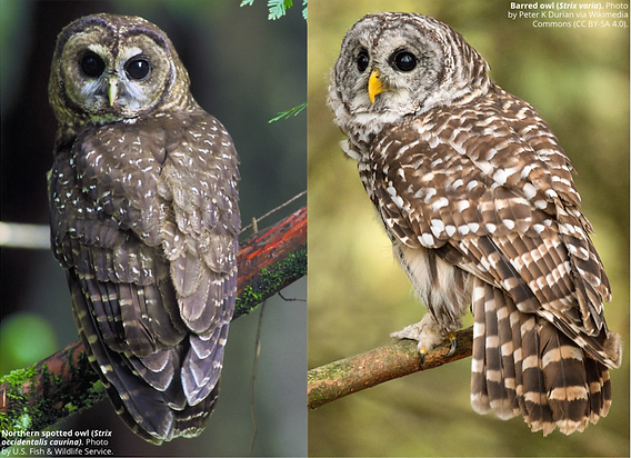 搶完地盤搶伴侶！美國怒殺45萬只外來貓頭鷹