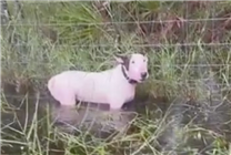 男子因躲颶風(fēng)丟掉寵物狗或被判5年：被指控涉嫌虐待動(dòng)物