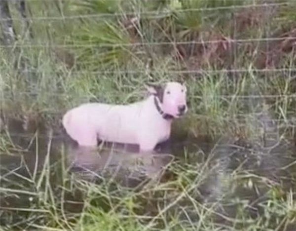 男子因躲颶風(fēng)丟掉寵物狗或被判5年：被指控涉嫌虐待動(dòng)物