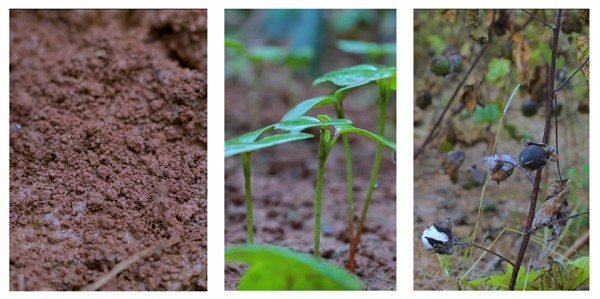 消失三年 復(fù)出還是頂流！李子柒為何無(wú)法替代