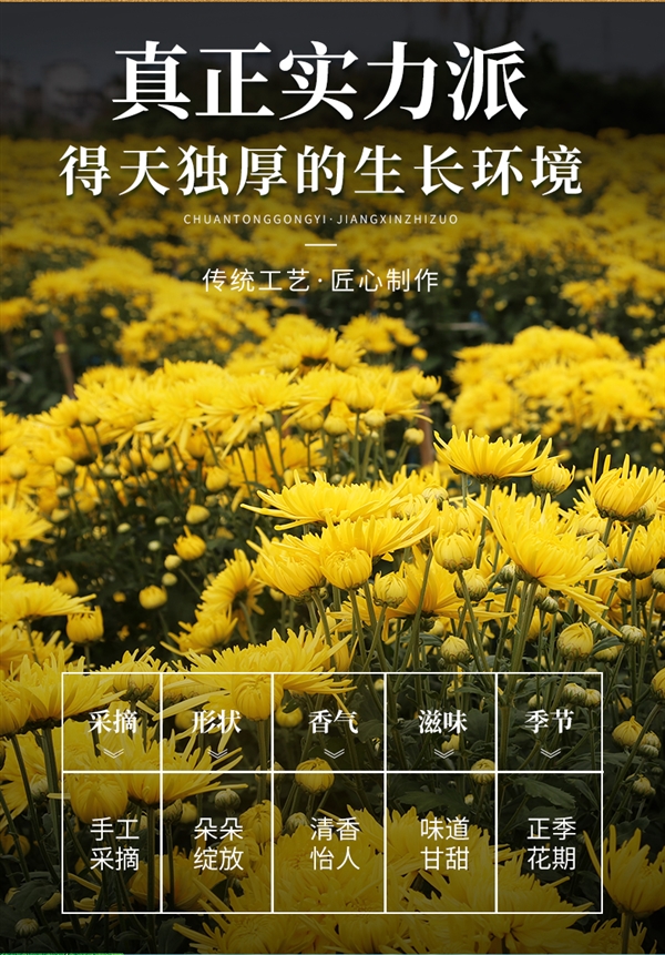 菊香濃郁：徽春堂金絲皇菊約50朵 到手5.9元（泡茶喝）