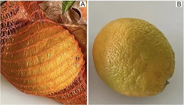 搞笑諾獎已經(jīng)過氣了 整活還得看我們菠蘿科學獎！