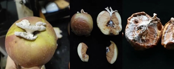 搞笑諾獎已經(jīng)過氣了 整活還得看我們菠蘿科學獎！