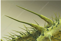 長滿毛刺還有毒的蕁麻：一小哥愣是30分鐘生吃35米