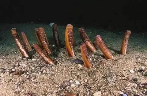 蟶子在泥沙中挖掘過程有點邪惡 這種美食有著極強的防御