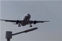 國(guó)航一飛機(jī)降落時(shí)撞到鳥(niǎo)群：機(jī)頭可見(jiàn)清晰血跡